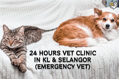 24 hour vet